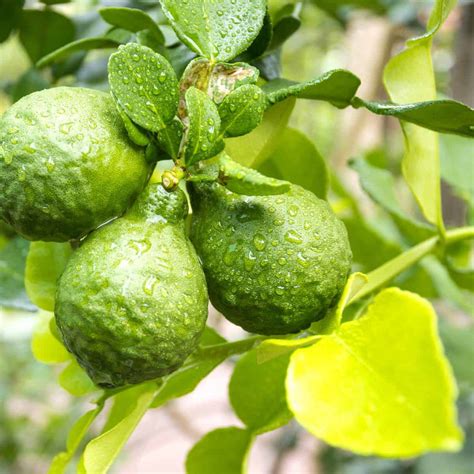 what does bergamot look like.